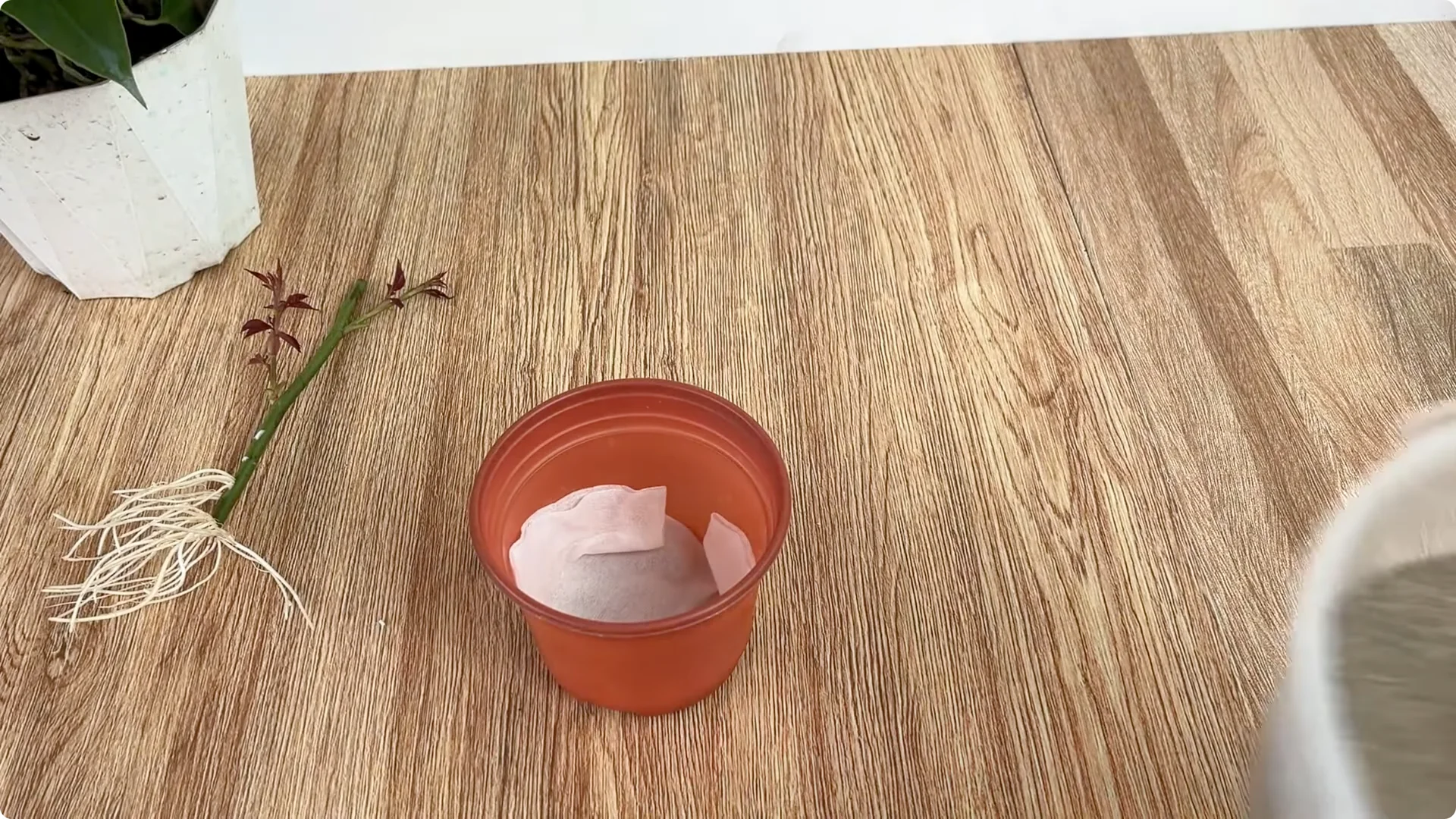 The Rose Branch Trick That Boosts Blooming 900 Times More screenshot 11