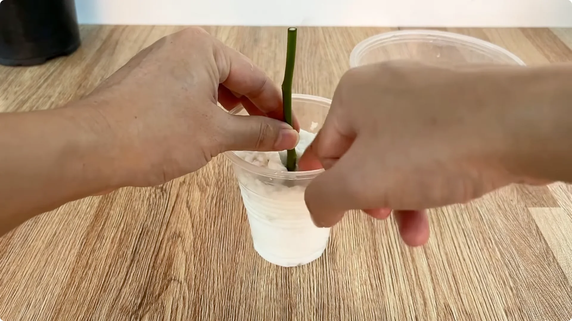 The Rose Branch Trick That Boosts Blooming 900 Times More screenshot 7