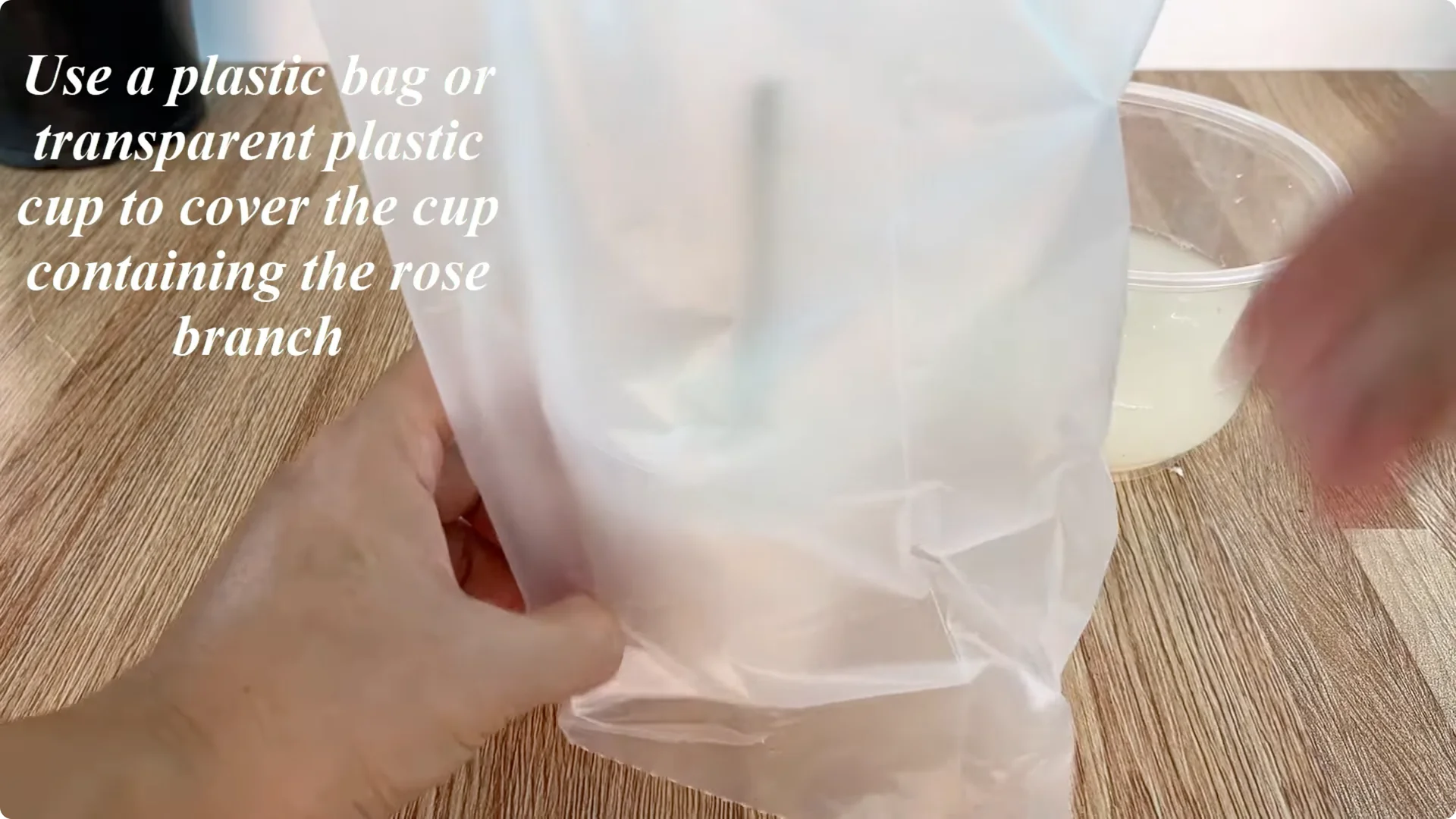 The Rose Branch Trick That Boosts Blooming 900 Times More screenshot 8