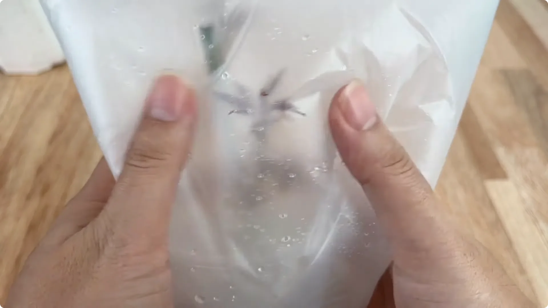 The Rose Branch Trick That Boosts Blooming 900 Times More screenshot 9