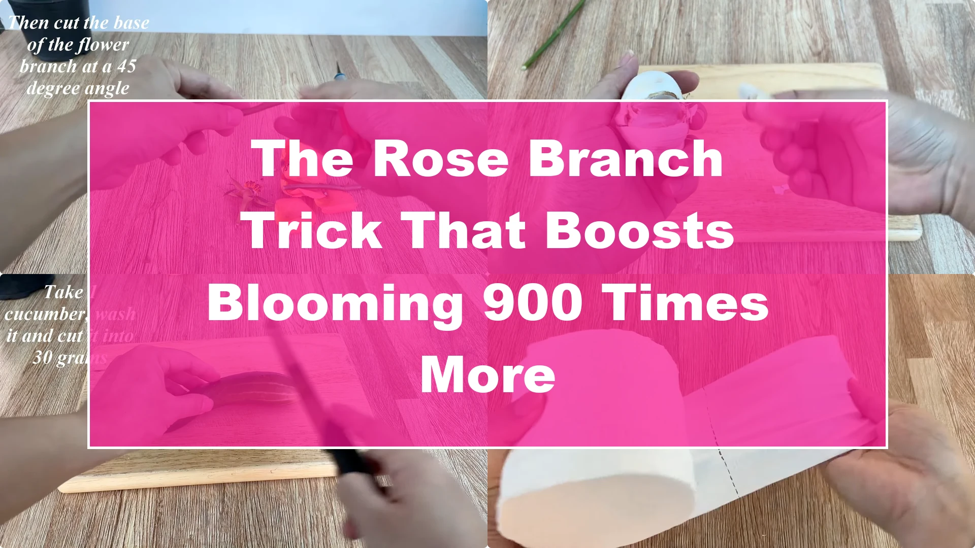 The Rose Branch Trick That Boosts Blooming 900 Times More - Featured Image