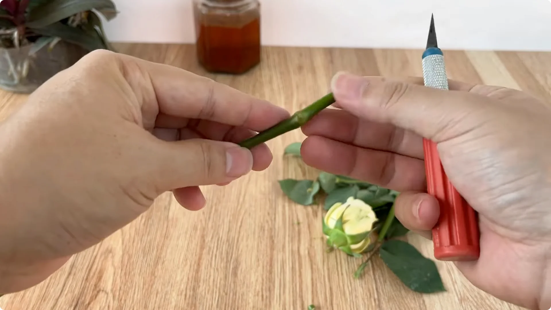 The Secret to Helping Roses Root and Sprout Quickly screenshot 3