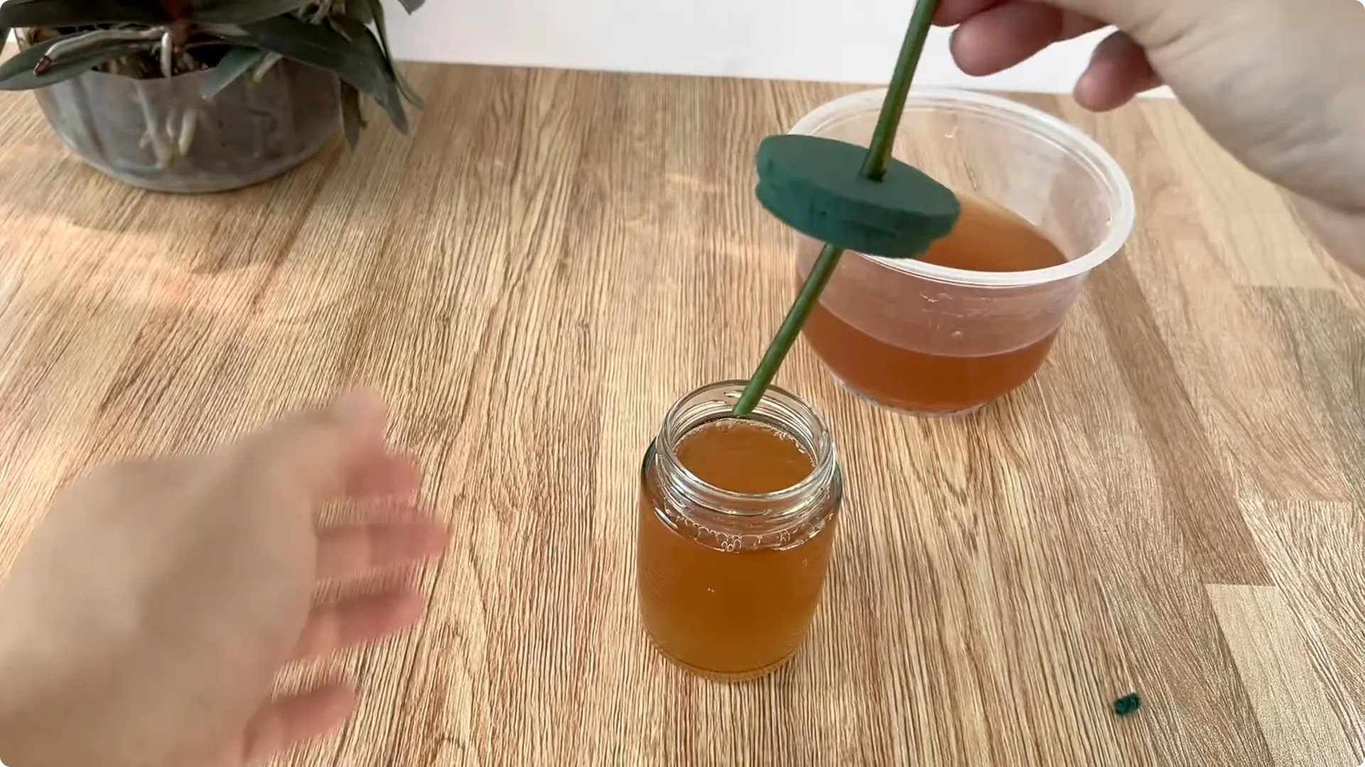 The Secret to Helping Roses Root and Sprout Quickly screenshot 6