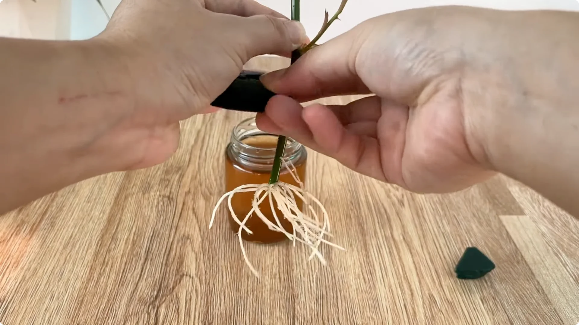 The Secret to Helping Roses Root and Sprout Quickly screenshot 8