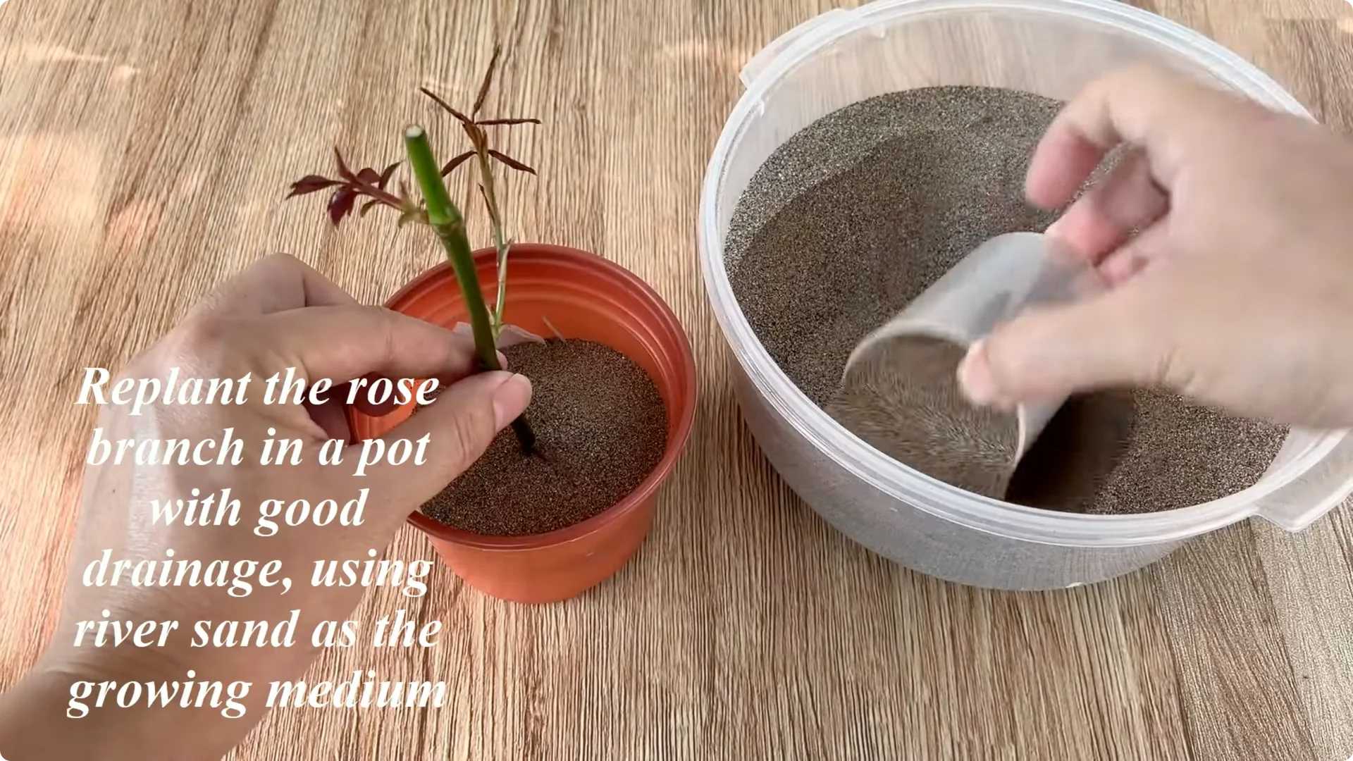 The Secret to Helping Roses Root and Sprout Quickly screenshot 9