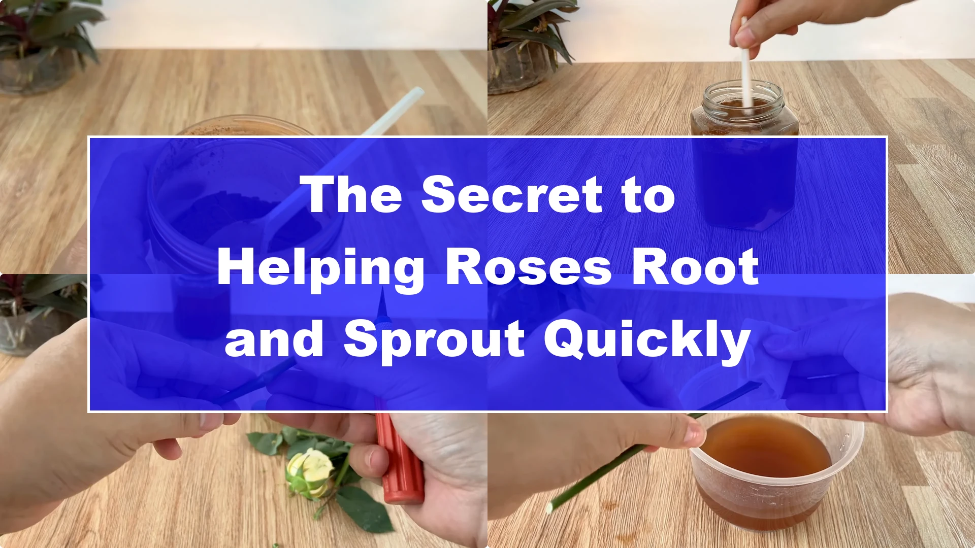 The Secret to Helping Roses Root and Sprout Quickly - Featured Image