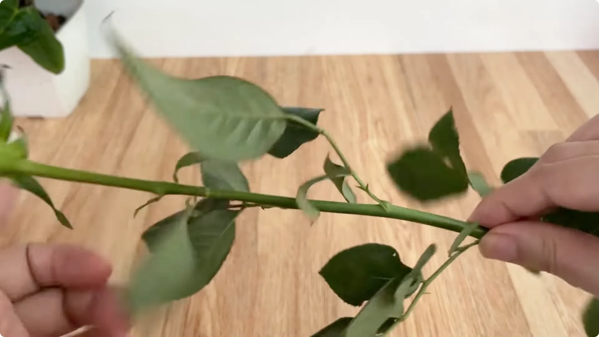 The Simple Method That Surprised Me When Propagating Roses screenshot 1