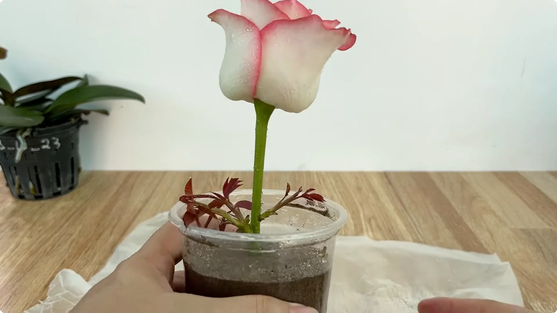 The Simple Method That Surprised Me When Propagating Roses screenshot 10