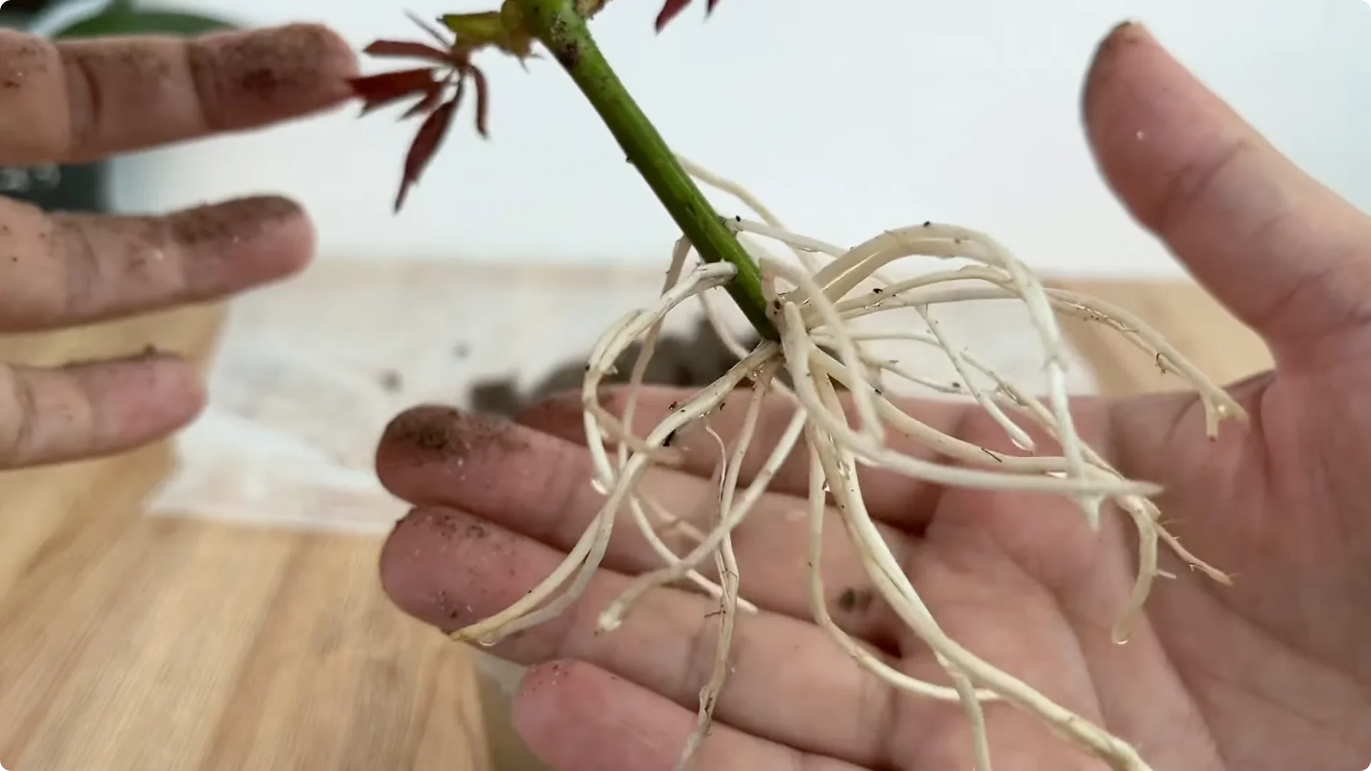 The Simple Method That Surprised Me When Propagating Roses screenshot 11