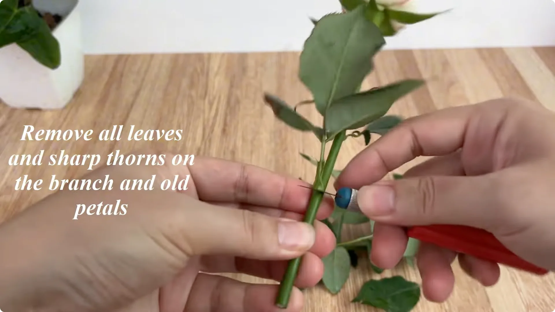 The Simple Method That Surprised Me When Propagating Roses screenshot 2