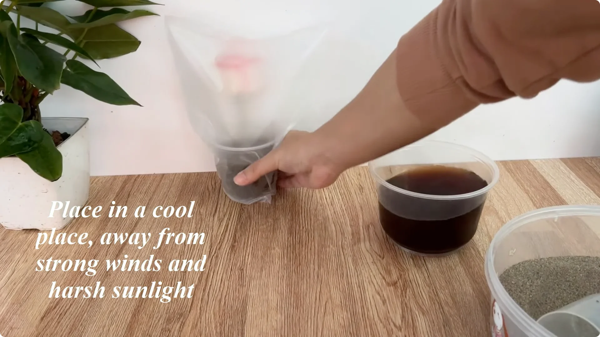 The Simple Method That Surprised Me When Propagating Roses screenshot 9