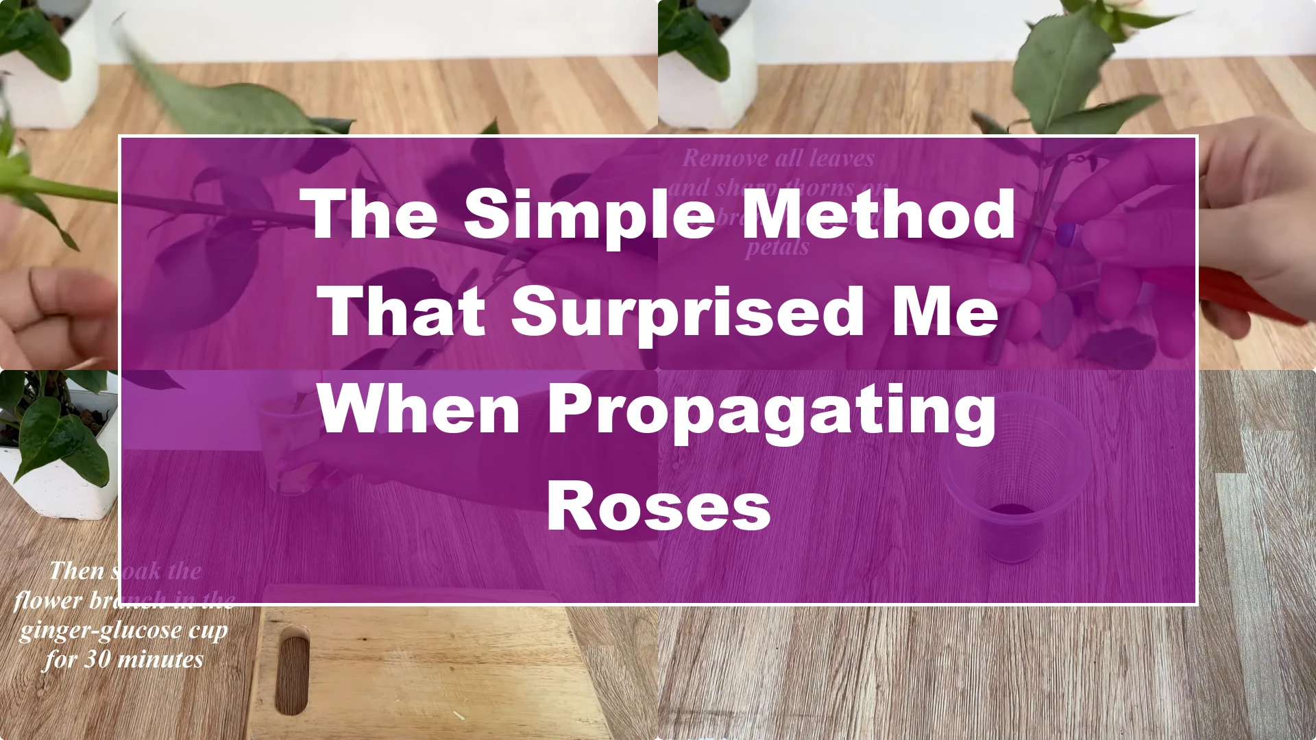 The Simple Method That Surprised Me When Propagating Roses - Featured Image