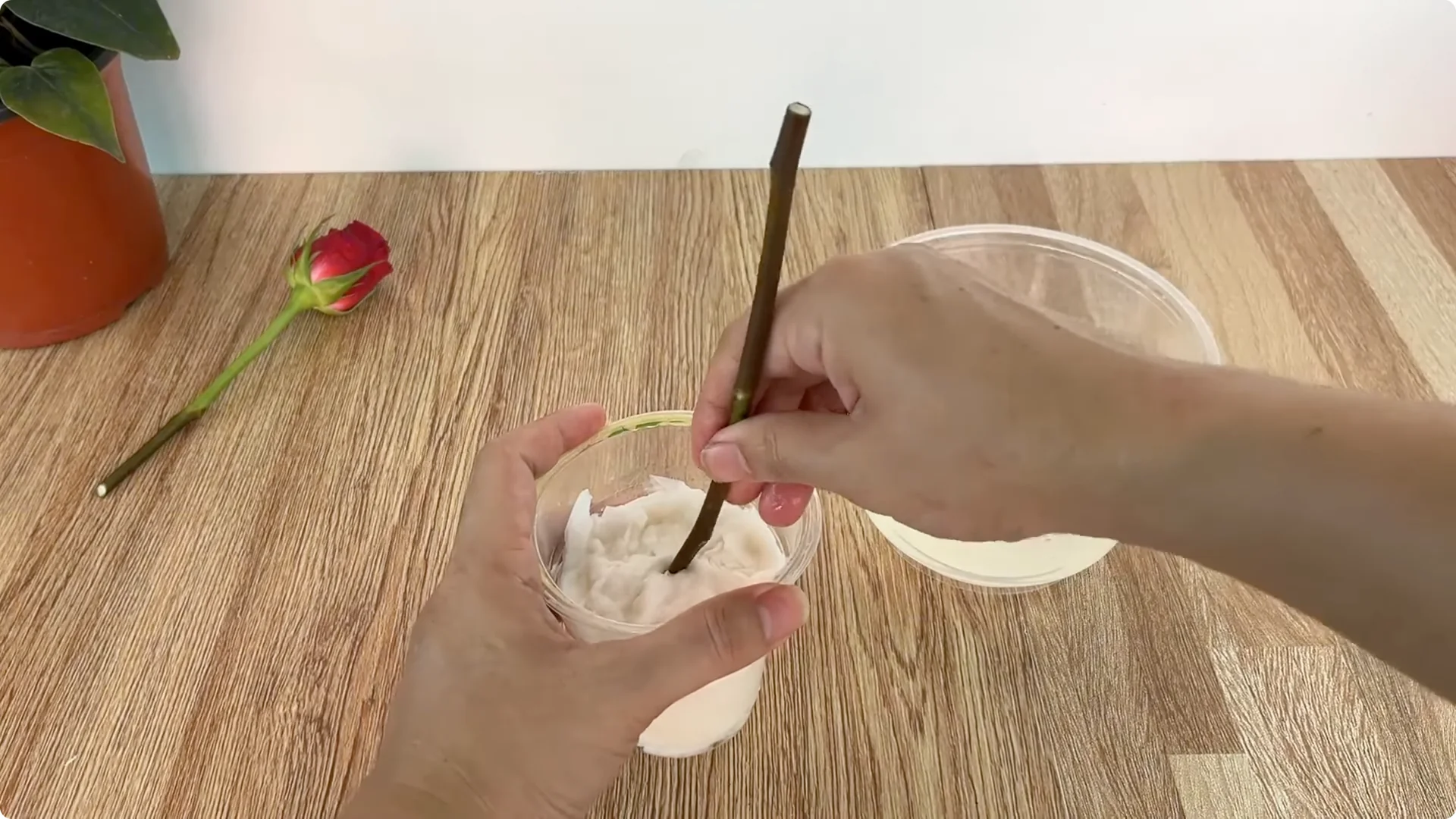 The Simple Trick That Makes Rose Propagation Effortless screenshot 11