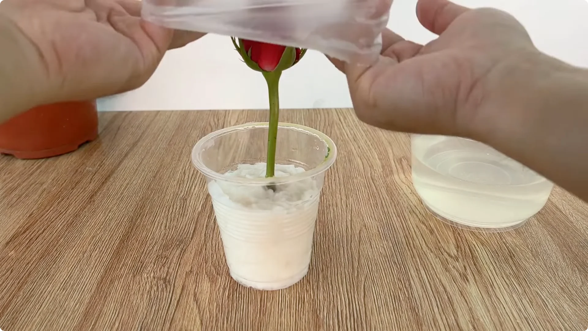 The Simple Trick That Makes Rose Propagation Effortless screenshot 12