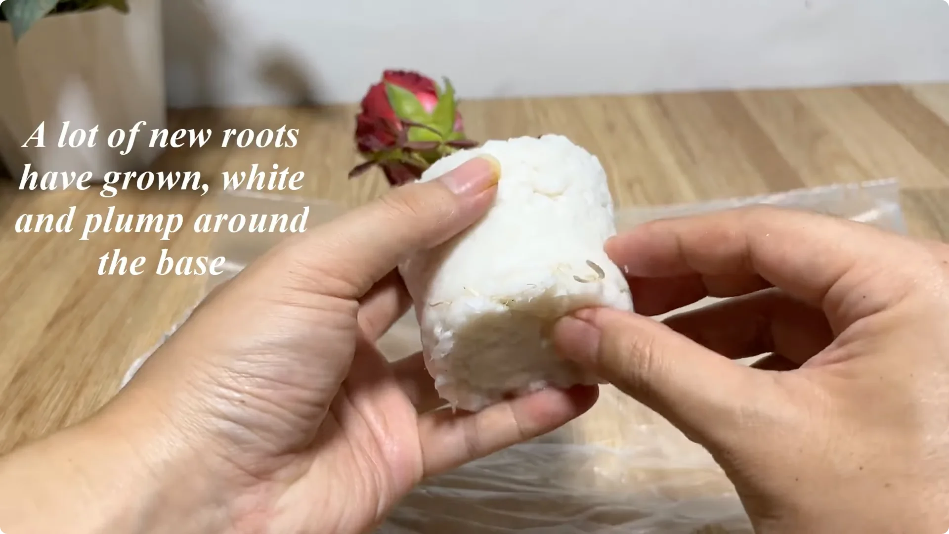 The Simple Trick That Makes Rose Propagation Effortless screenshot 14