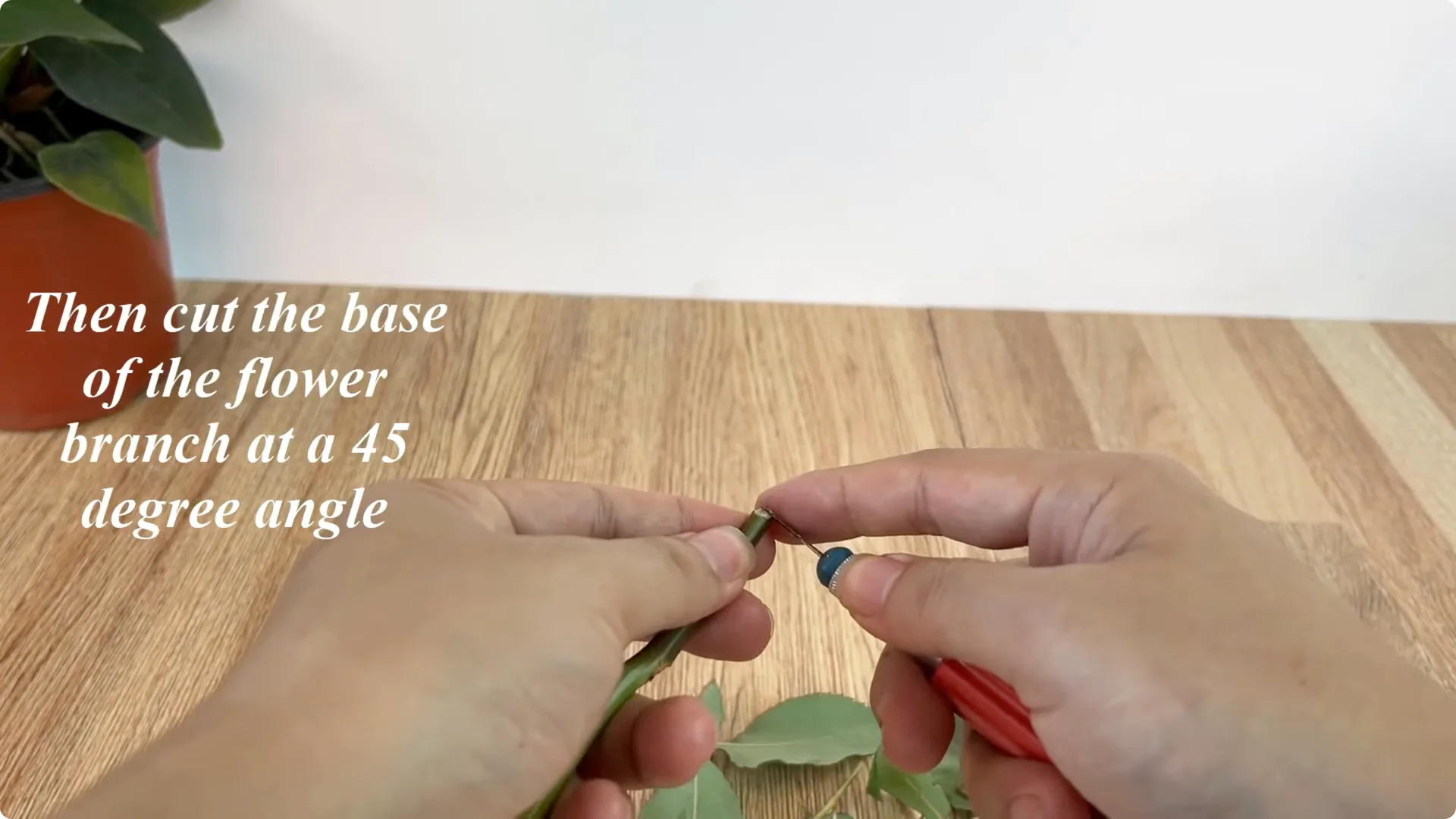 The Simple Trick That Makes Rose Propagation Effortless screenshot 3