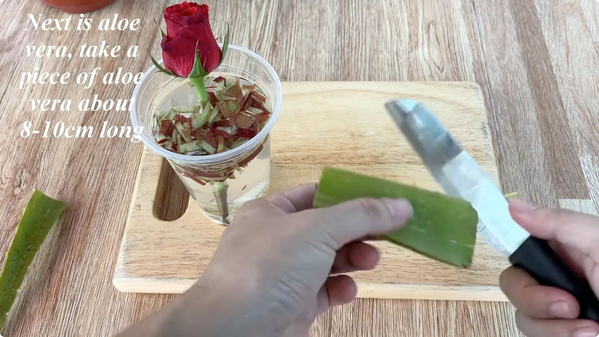 The Simple Trick That Makes Rose Propagation Effortless screenshot 7