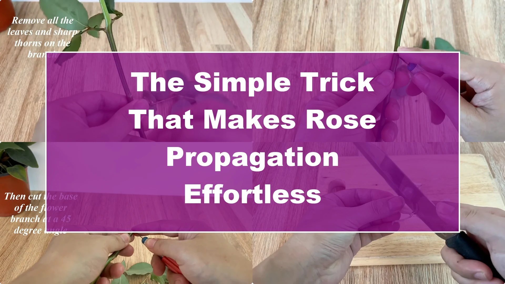 The Simple Trick That Makes Rose Propagation Effortless - Featured Image