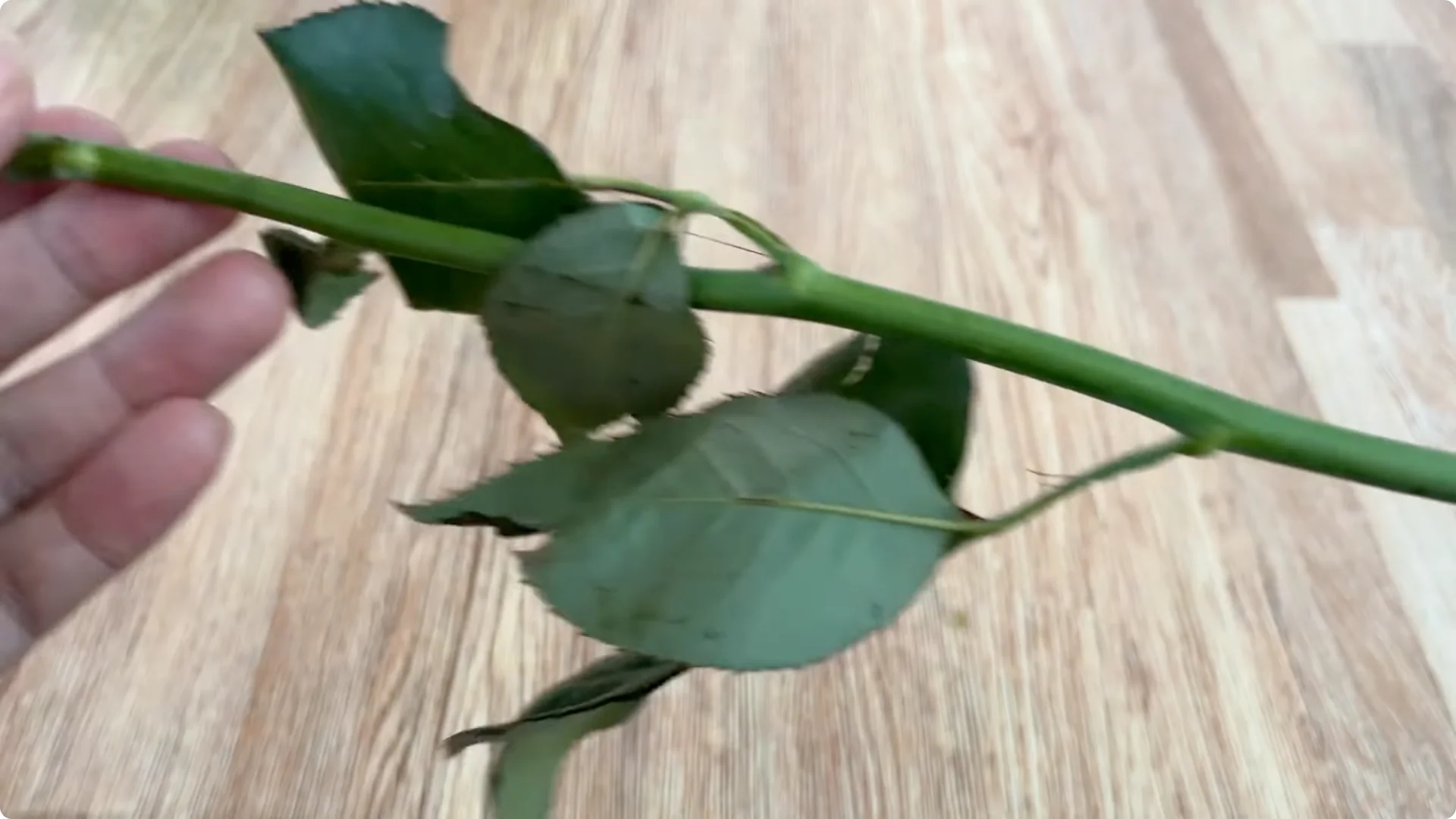 The Surprising Simple Method to Propagate Roses Easily screenshot 2