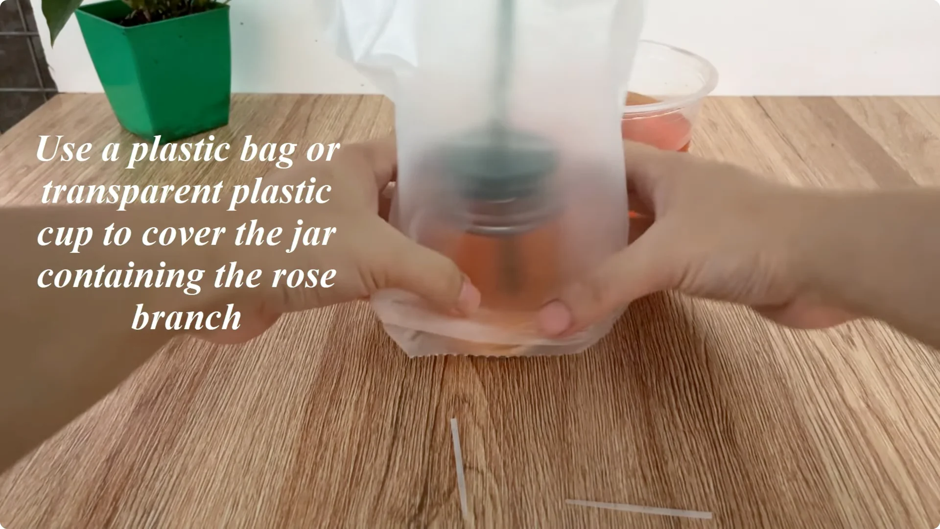 The Surprising Simple Method to Propagate Roses Easily screenshot 6