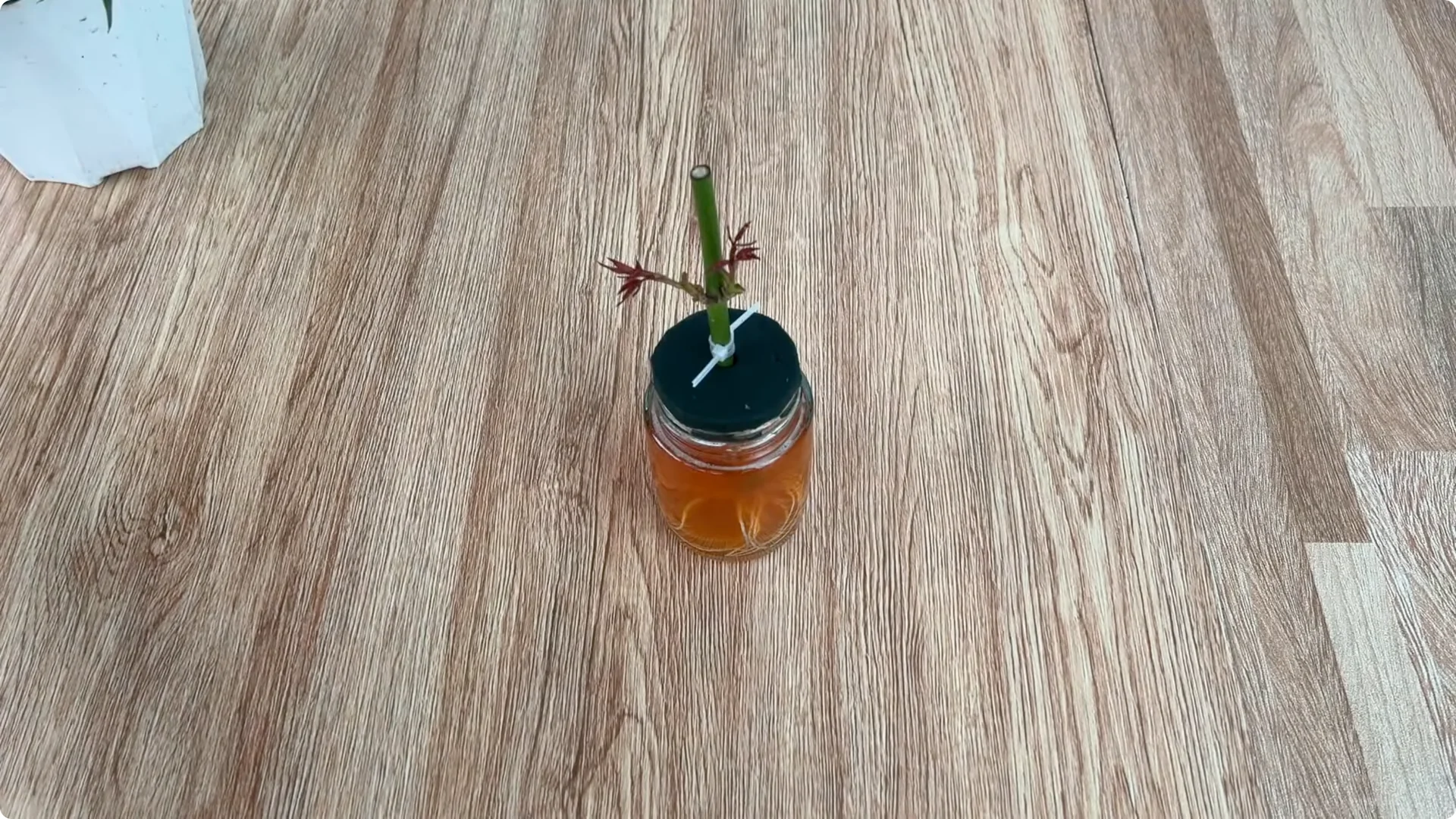 The Surprising Simple Method to Propagate Roses Easily screenshot 7