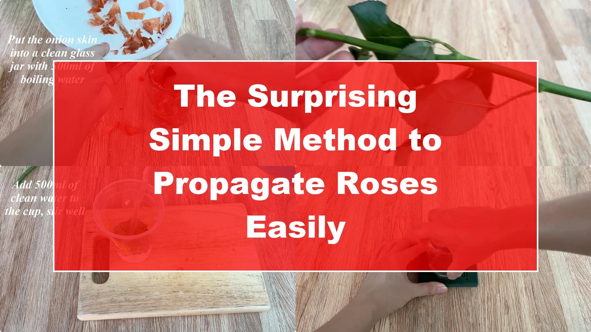 The Surprising Simple Method to Propagate Roses Easily - Featured Image
