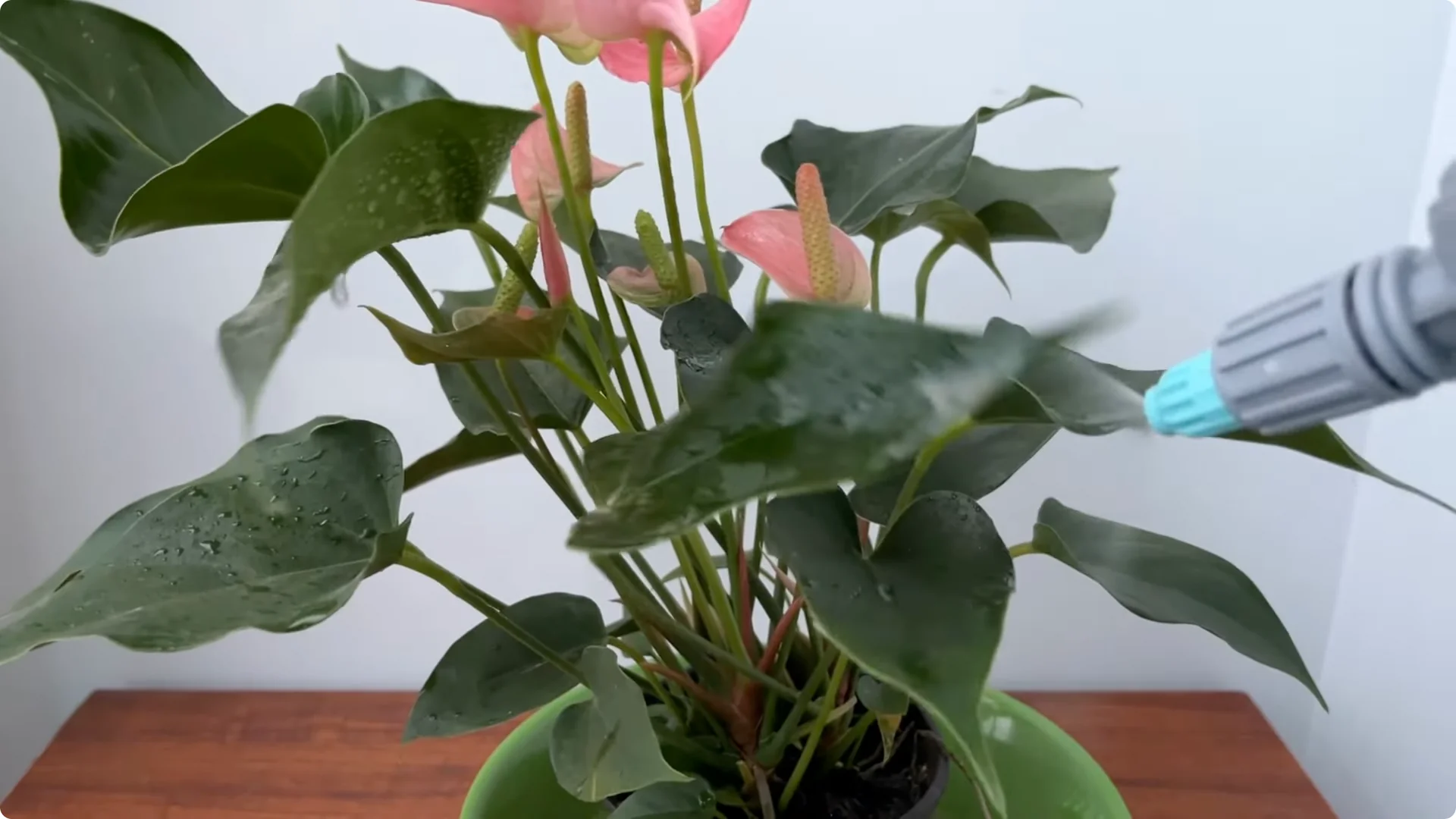 What Happens When You Pour 1 Cup on Rose Root? screenshot 11