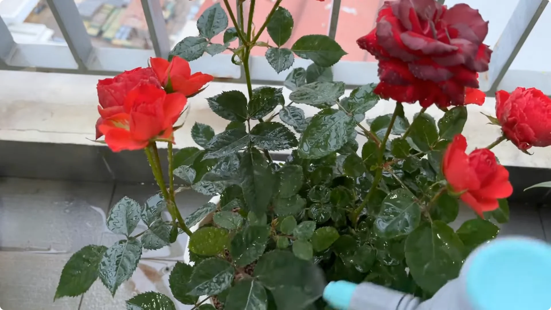 What Happens When You Pour 1 Cup on Rose Root? screenshot 12