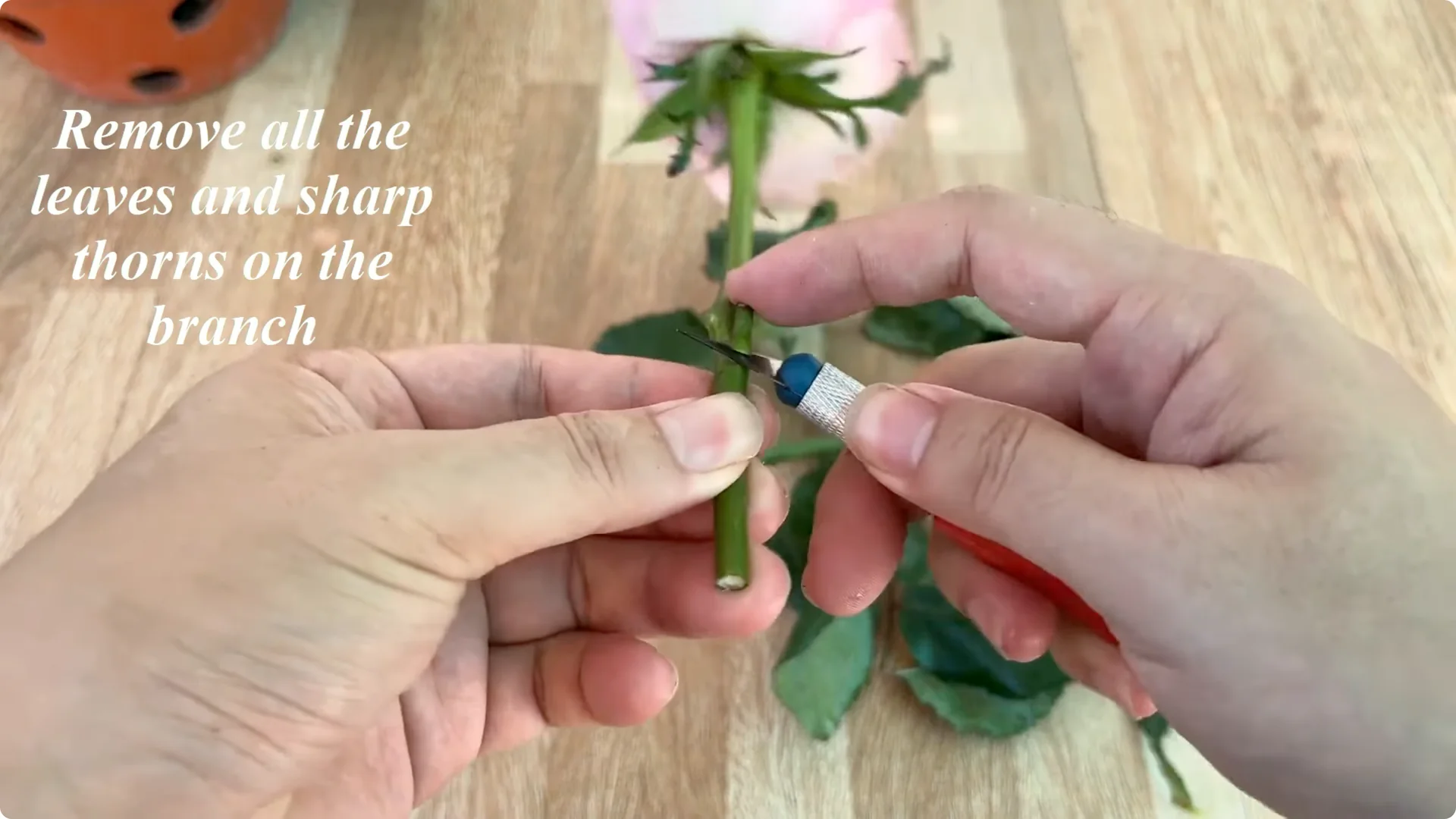 Why Any Rose Branch Can Root and Grow Much Faster screenshot 1