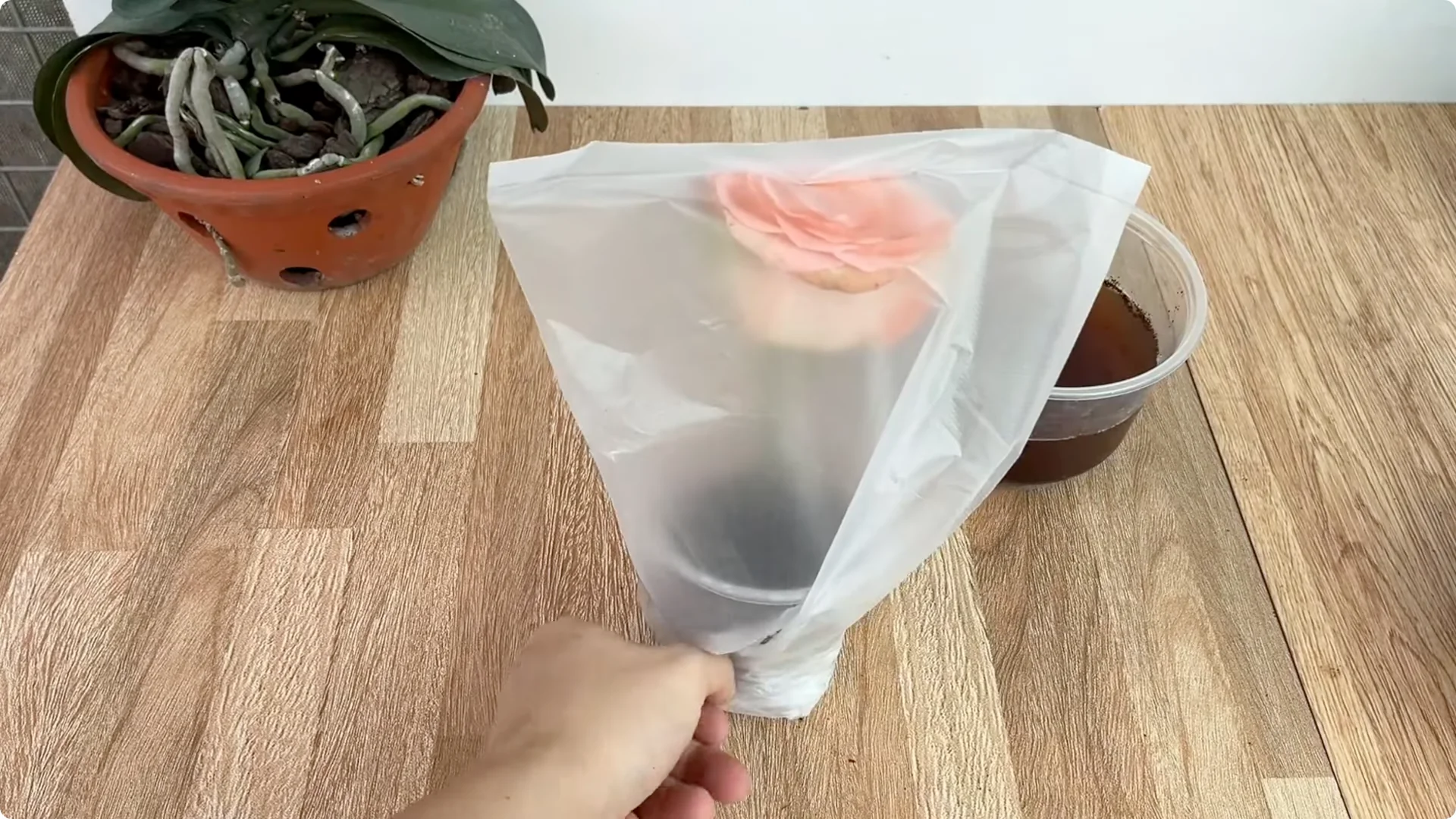 Why Any Rose Branch Can Root and Grow Much Faster screenshot 11