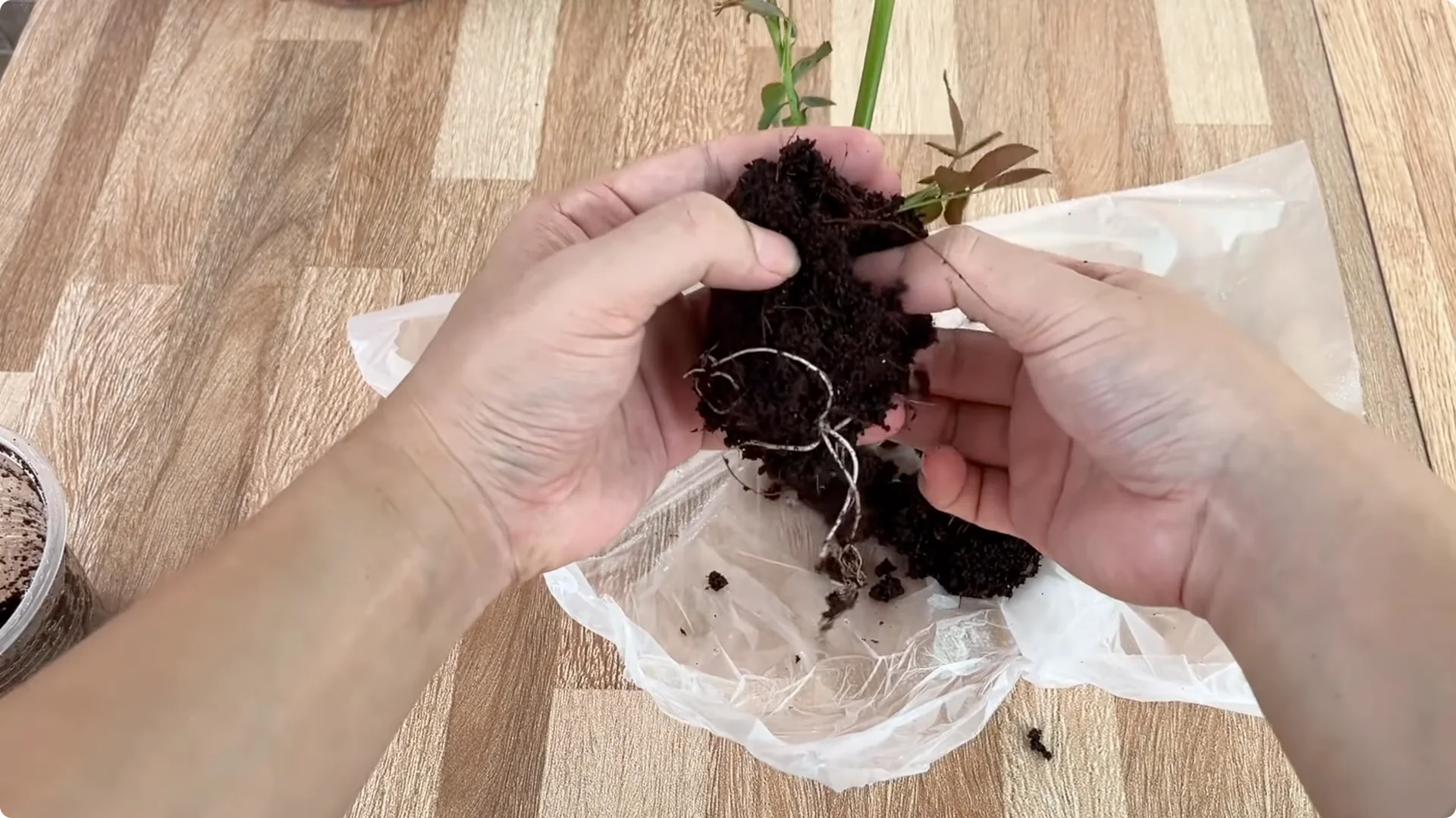 Why Any Rose Branch Can Root and Grow Much Faster screenshot 12