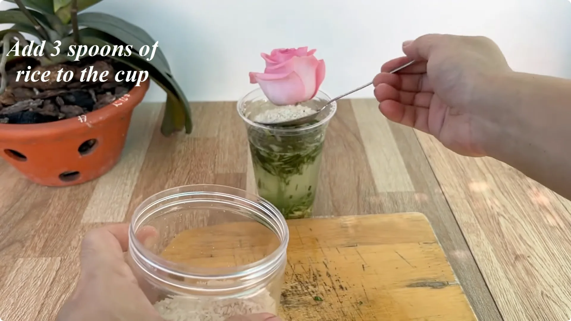 Why Any Rose Branch Can Root and Grow Much Faster screenshot 4