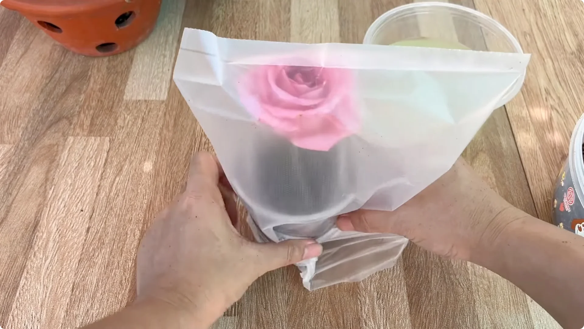 Why Any Rose Branch Can Root and Grow Much Faster screenshot 5