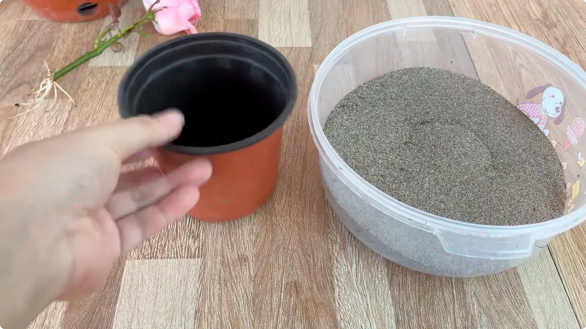 Why Any Rose Branch Can Root and Grow Much Faster screenshot 6