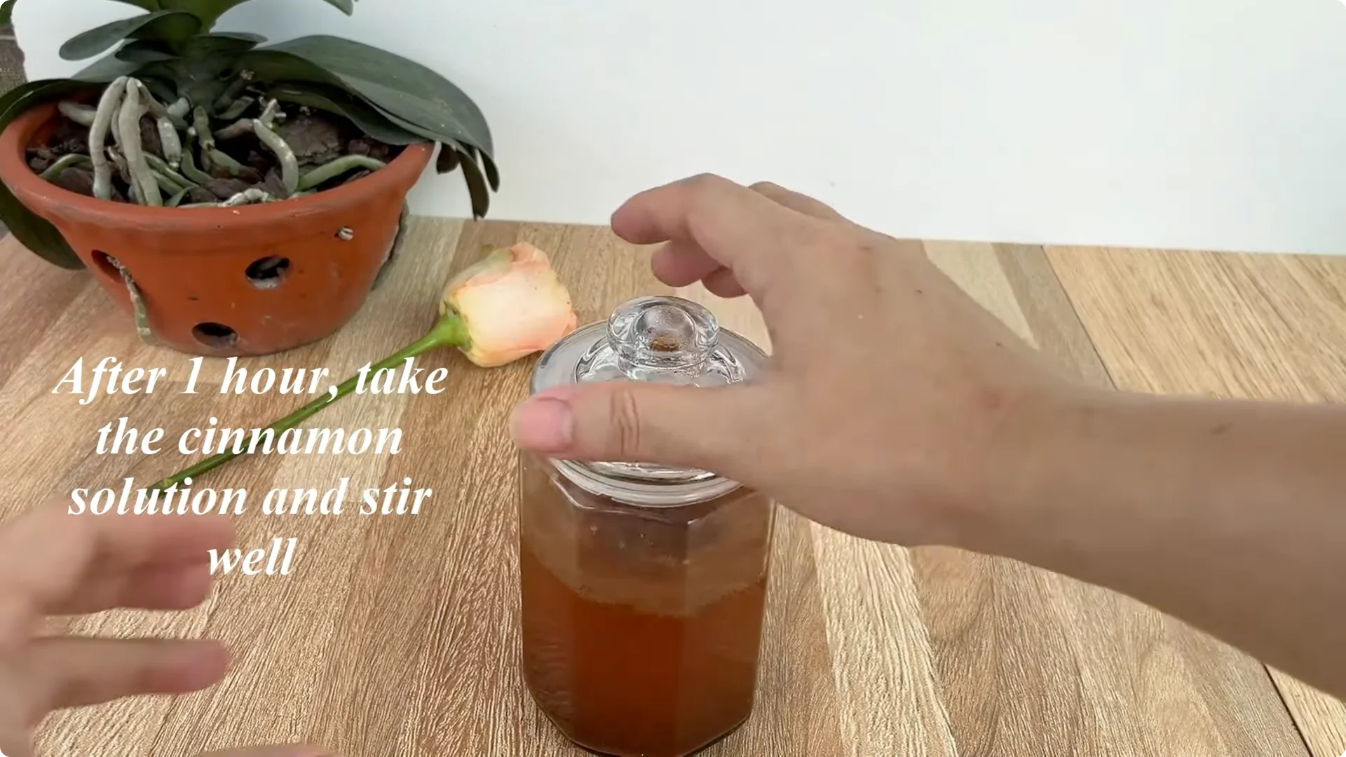 Why Any Rose Branch Can Root and Grow Much Faster screenshot 8