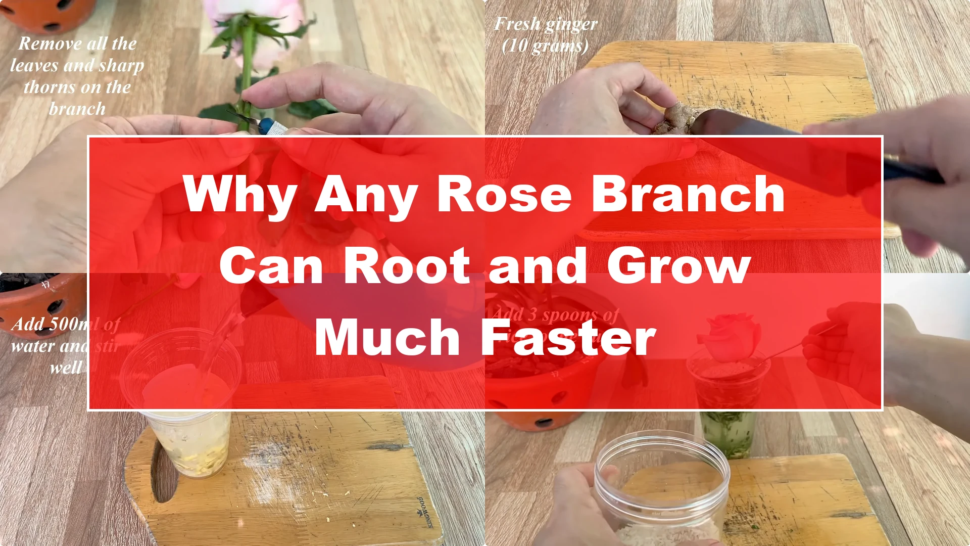 Why Any Rose Branch Can Root and Grow Much Faster - Featured Image