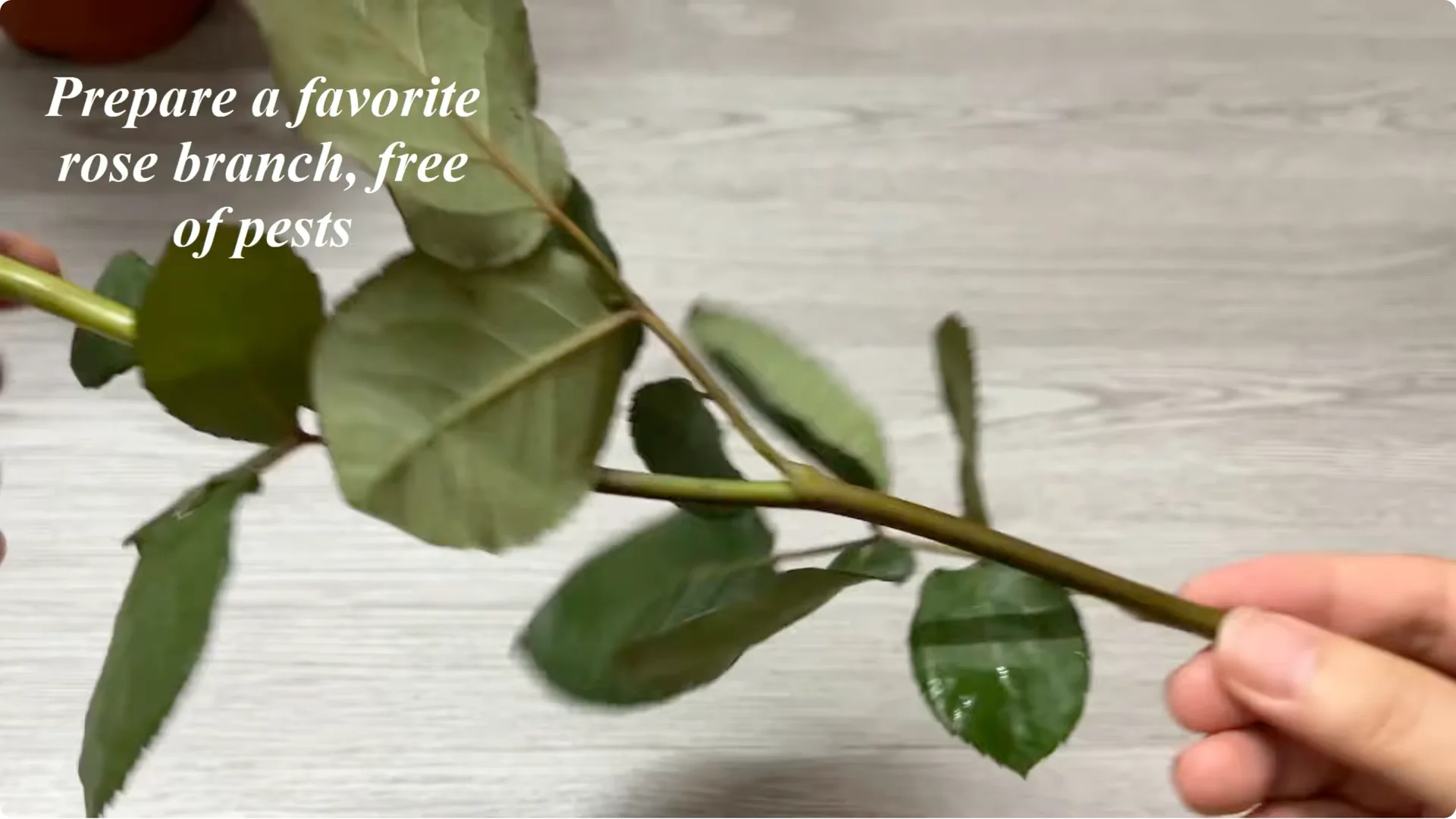 Why Did This Rose Branch Suddenly Grow Roots and Flowers? screenshot 1