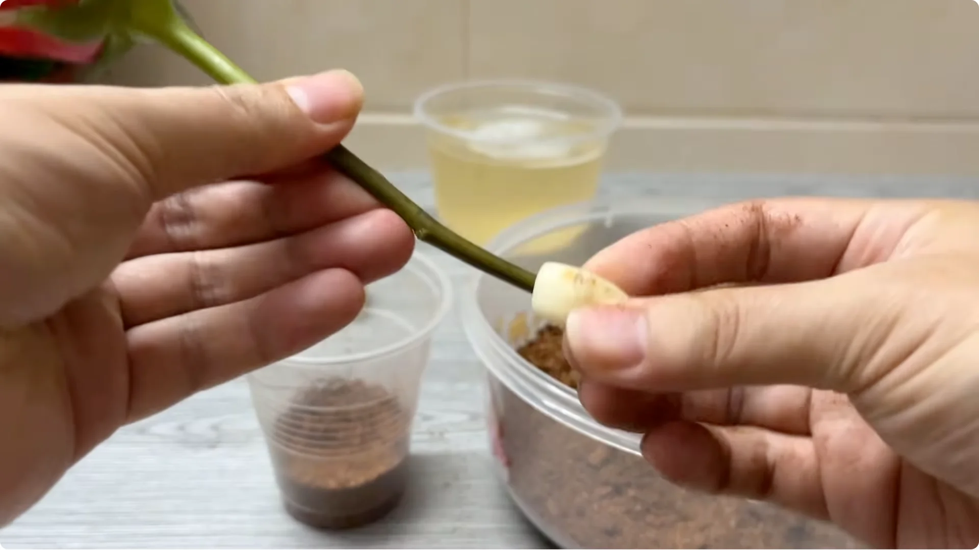 Why Did This Rose Branch Suddenly Grow Roots and Flowers? screenshot 4