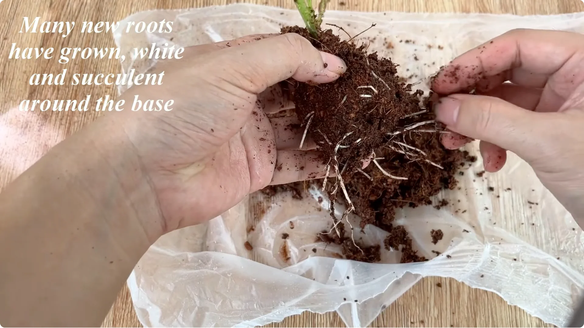 Why Did This Rose Branch Suddenly Grow Roots and Flowers? screenshot 6