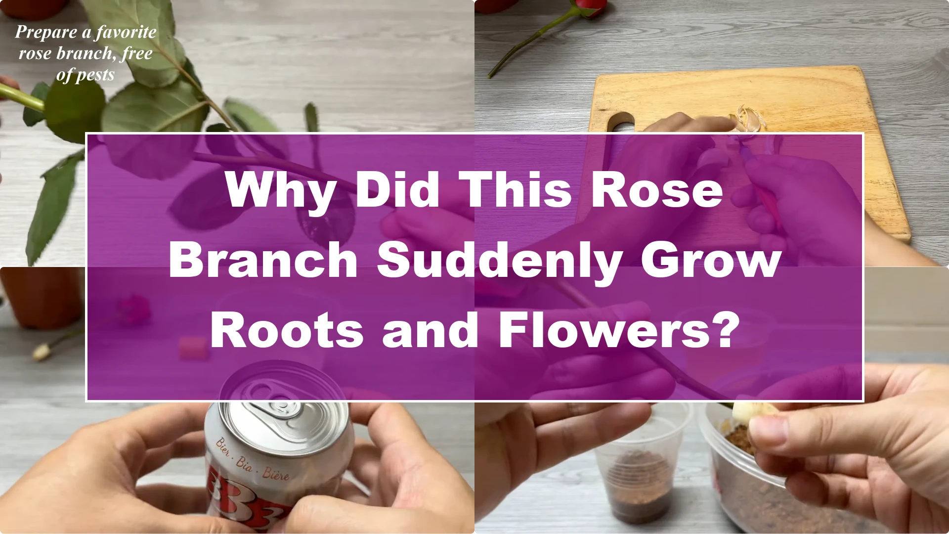 Why Did This Rose Branch Suddenly Grow Roots and Flowers? - Featured Image