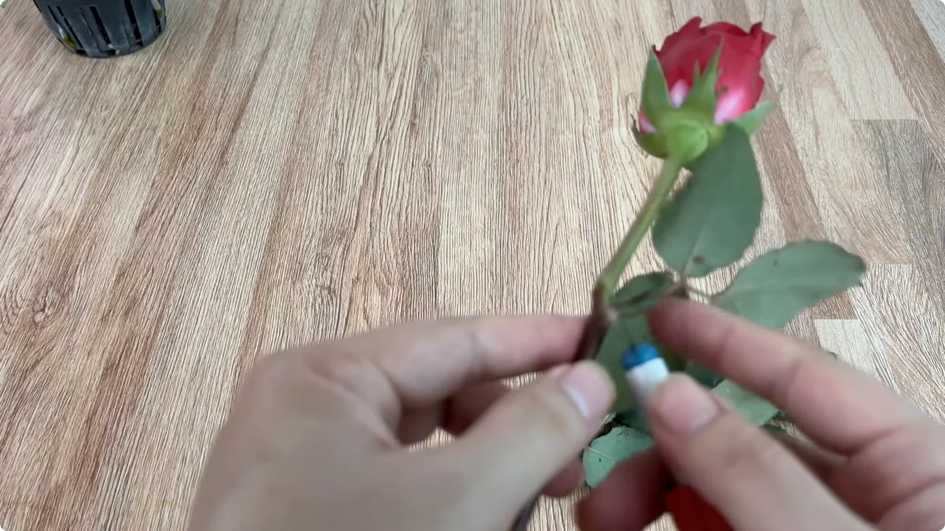 Why Does the Rose Root and Bloom So Rapidly with Just Lemon? screenshot 1