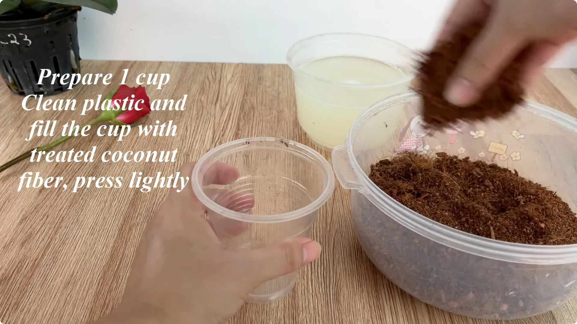 Why Does the Rose Root and Bloom So Rapidly with Just Lemon? screenshot 5