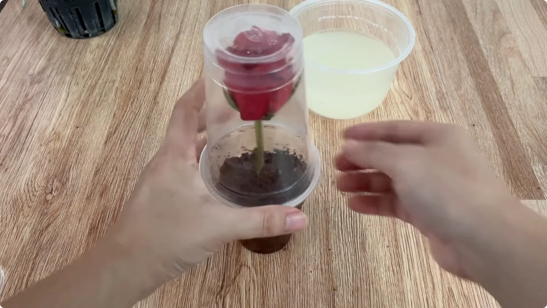 Why Does the Rose Root and Bloom So Rapidly with Just Lemon? screenshot 6