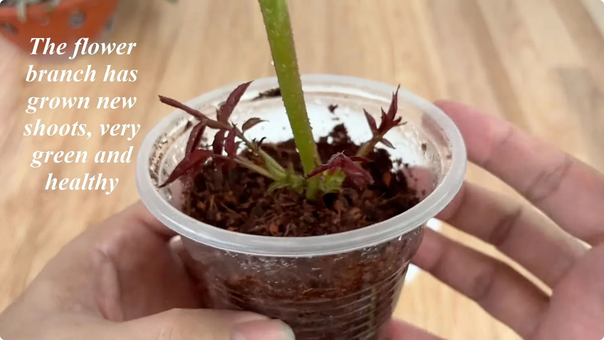 Why Does the Rose Root and Bloom So Rapidly with Just Lemon? screenshot 7