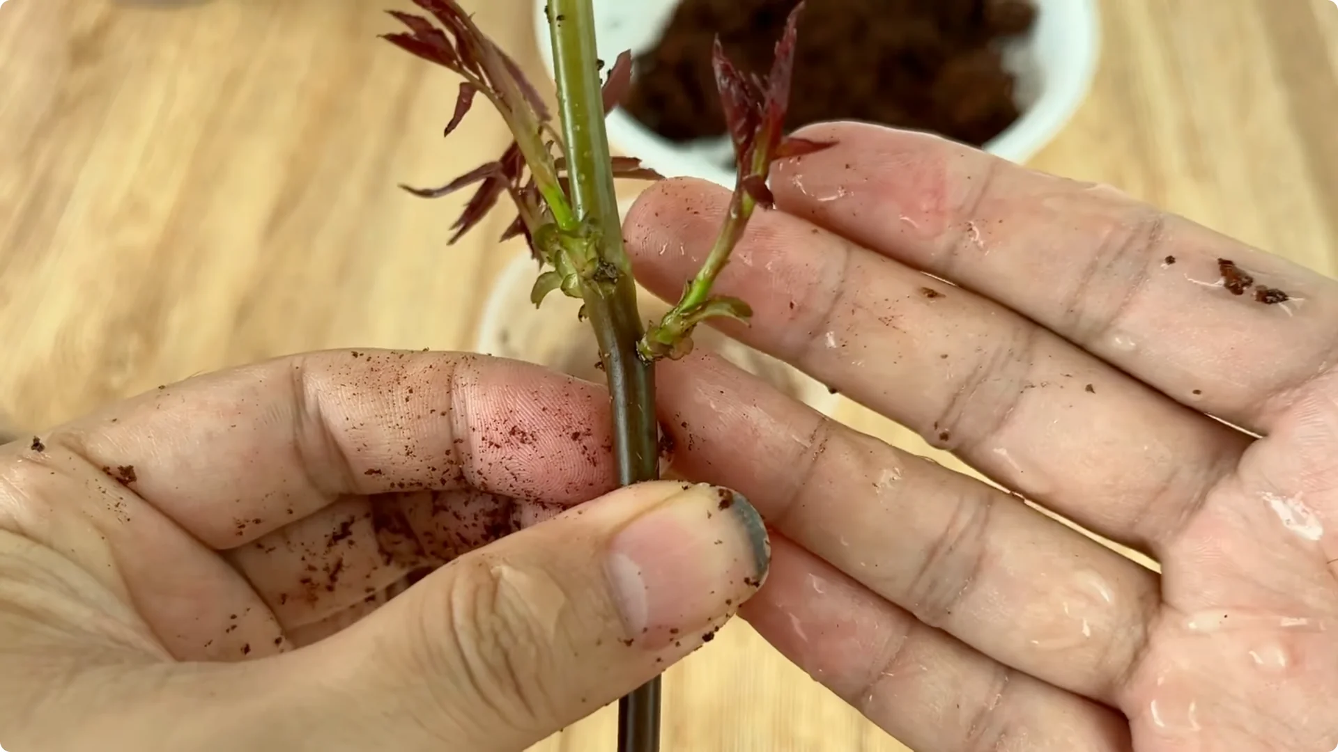 Why Does the Rose Root and Bloom So Rapidly with Just Lemon? screenshot 8