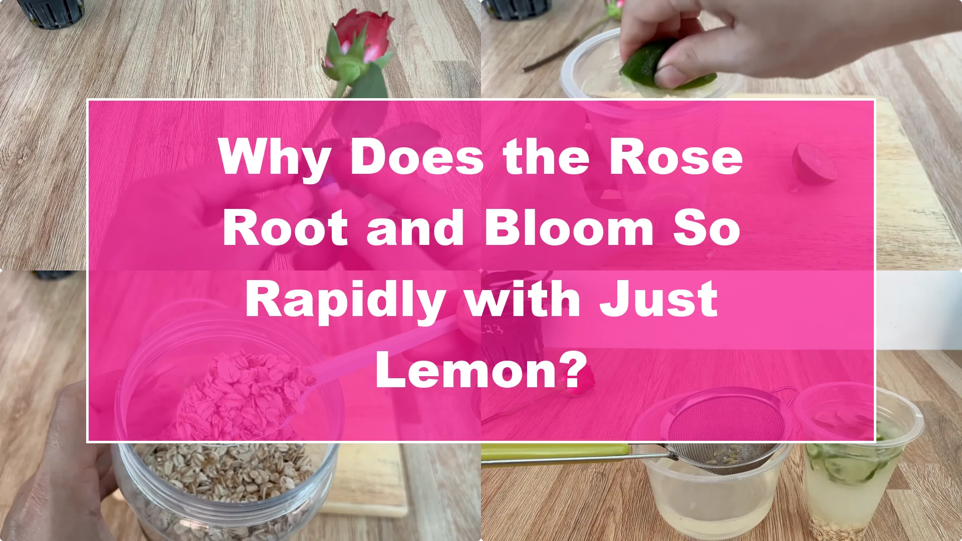 Why Does the Rose Root and Bloom So Rapidly with Just Lemon? - Featured Image