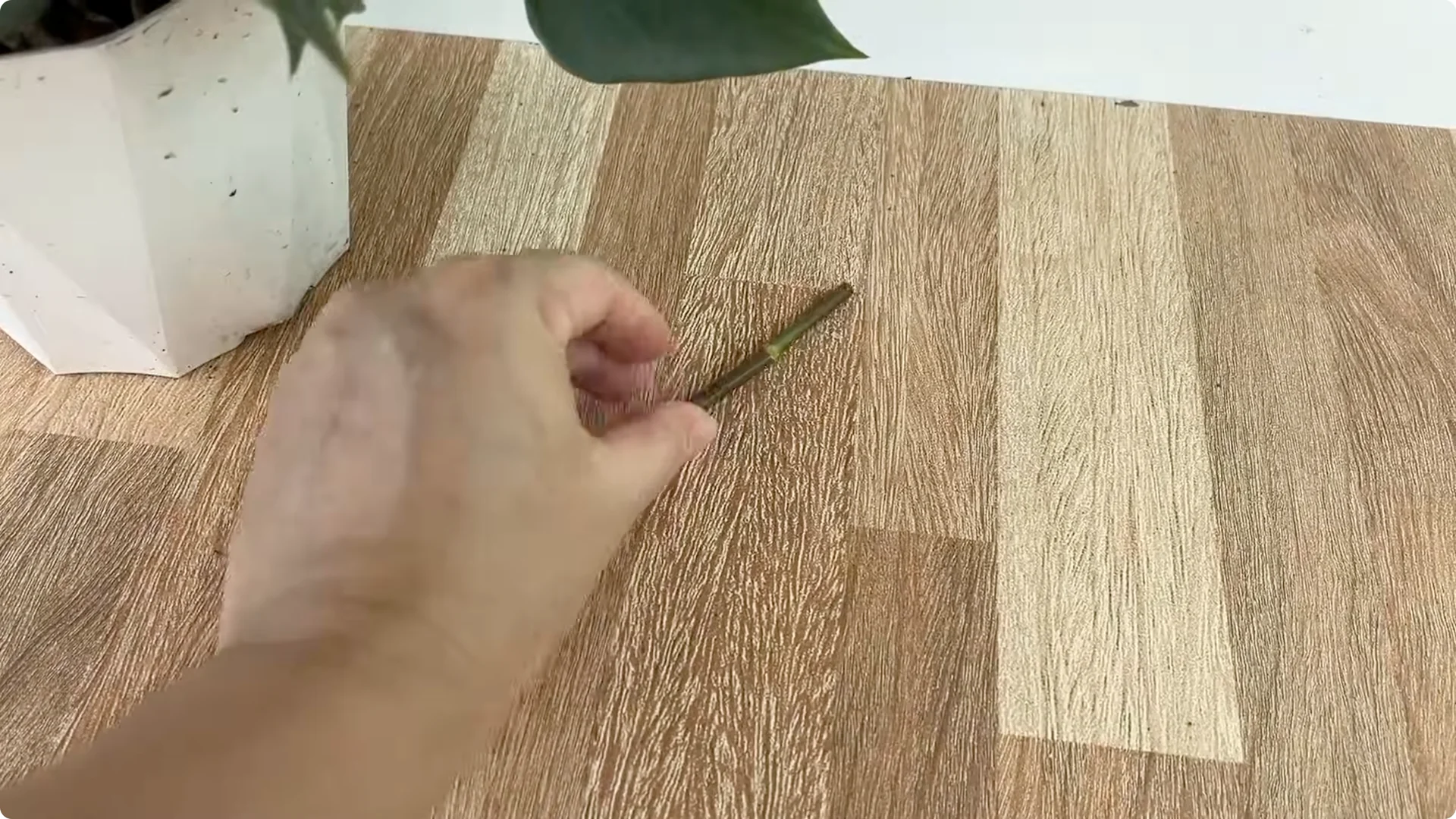 Why Placing a Rose Branch in a Potato Sparks Rapid Root Growth screenshot 1