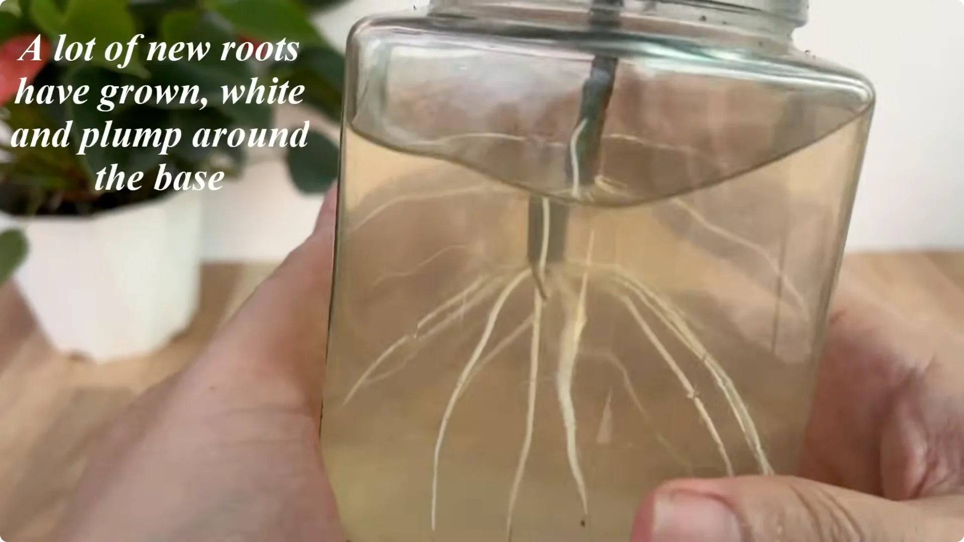 Why Placing a Rose Branch in a Potato Sparks Rapid Root Growth screenshot 12