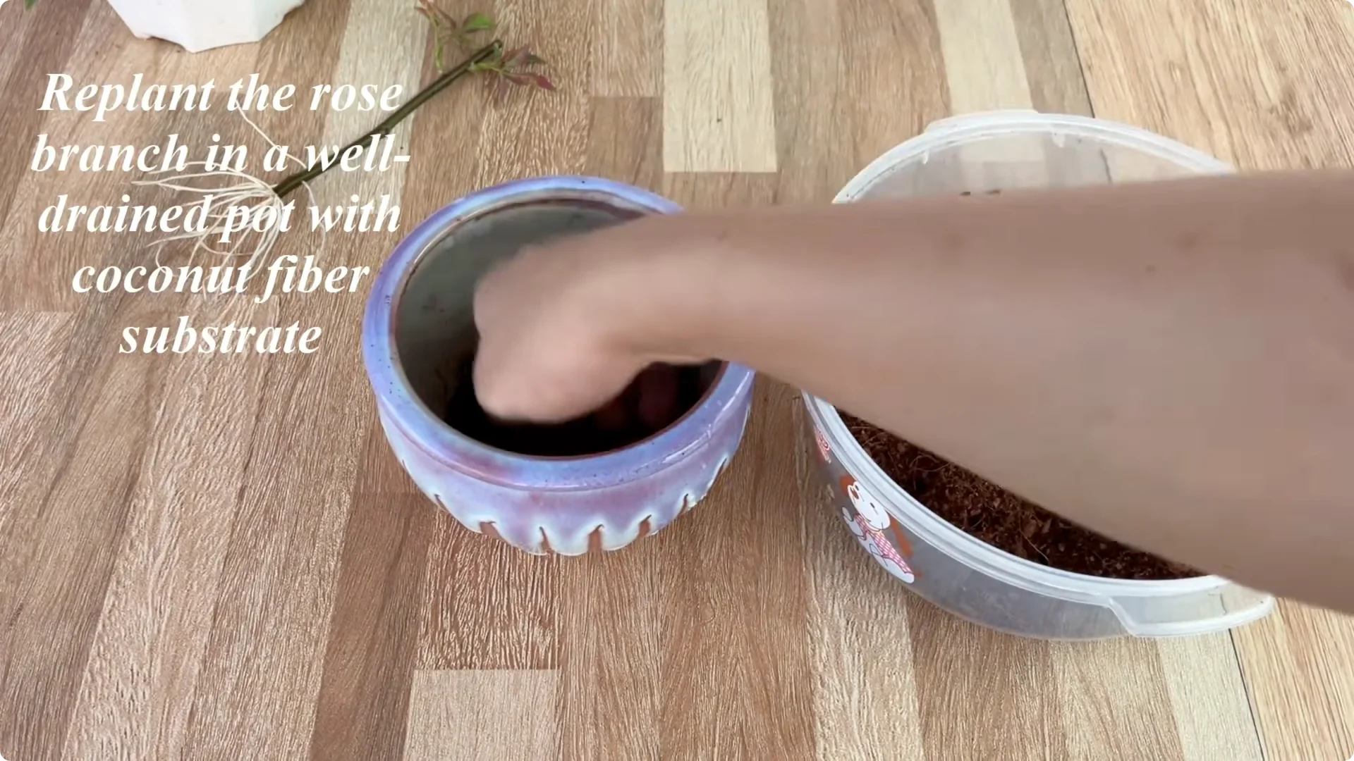 Why Placing a Rose Branch in a Potato Sparks Rapid Root Growth screenshot 13