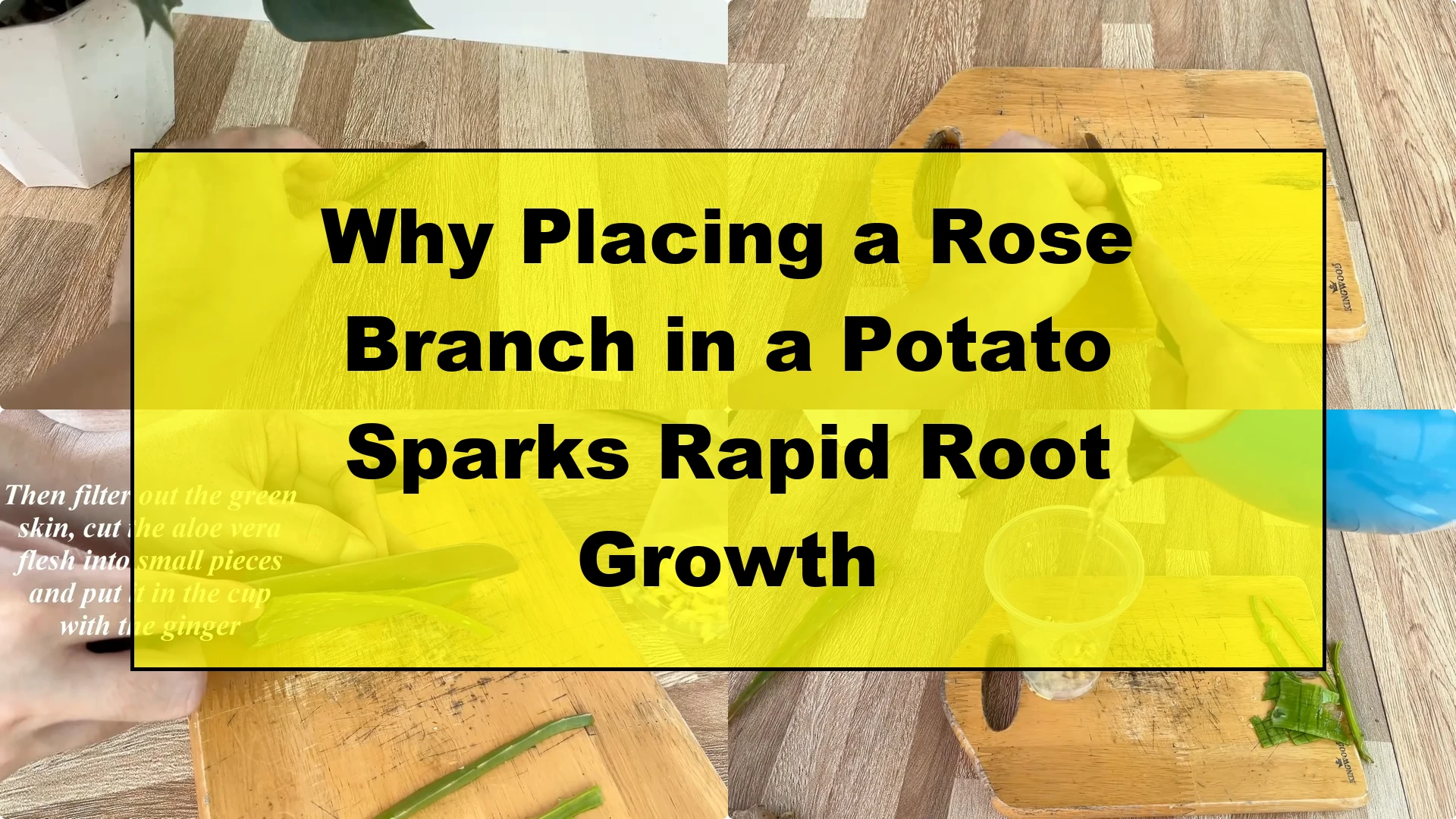 Why Placing a Rose Branch in a Potato Sparks Rapid Root Growth - Featured Image